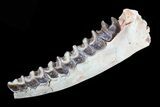 Hyracodon (Running Rhino) Jaw Section - South Dakota #81564-2